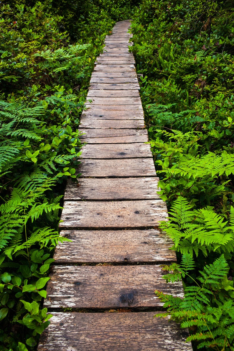 Boardwalk, Olympic National Park. A hiker's boardwalk through ferns in Olympic National Park, Washington.