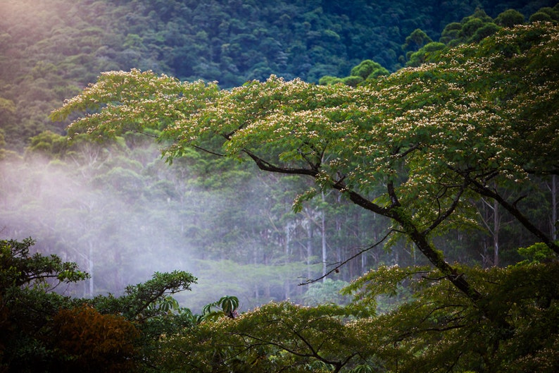 Costa Rica Rain Forest. The rain forest canopy in Costa Rica.