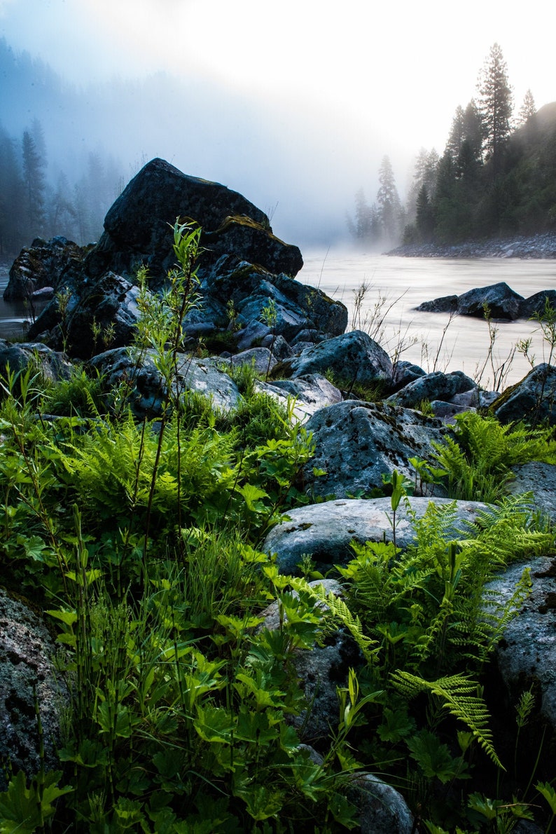 Daybreak and Mist No. 1, Salmon River, Idaho. Rocks and foliage on a misty Salmon River.
