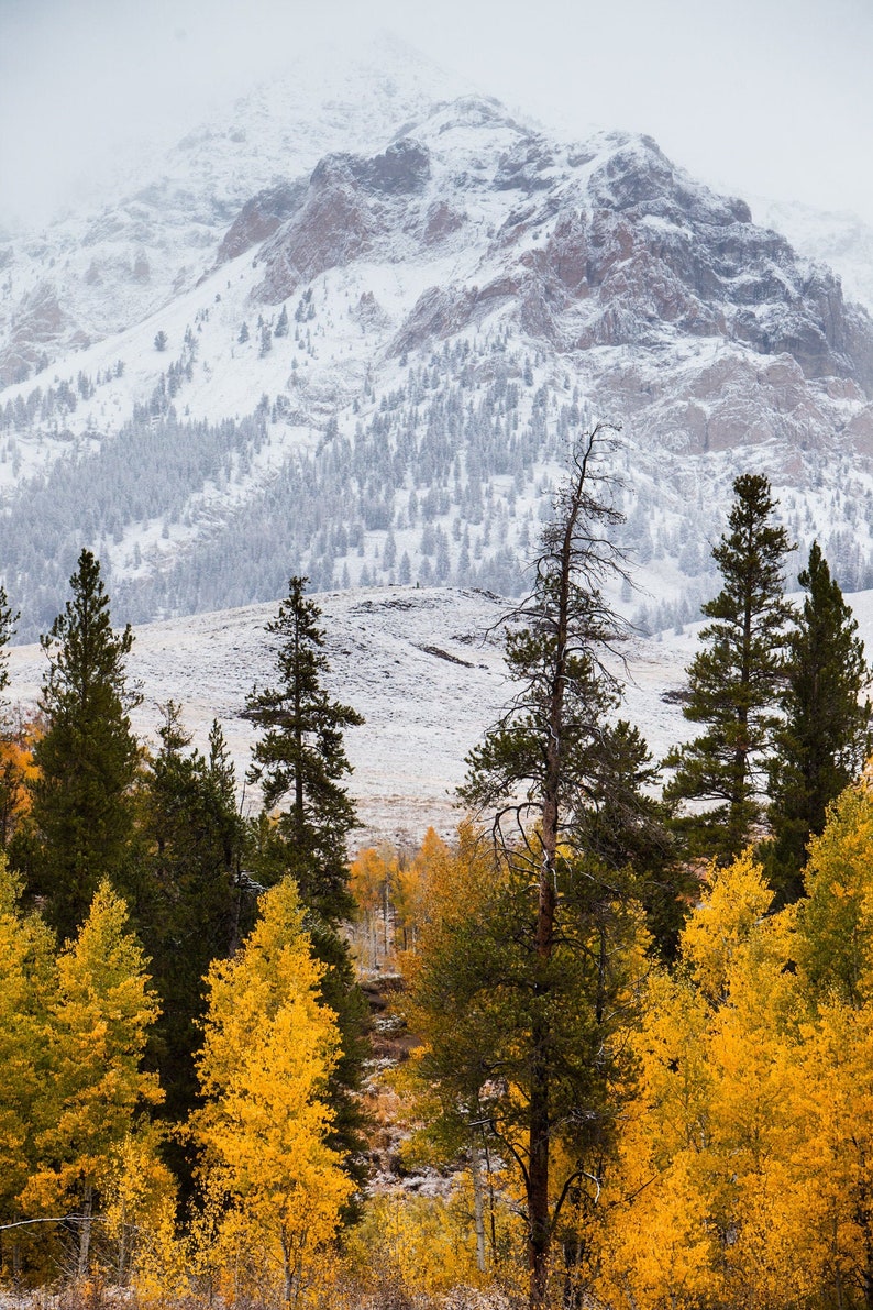 First Snow and Fall Colors No. 1, Boulder Mountains, Idaho. The first snow fell before the aspen leaves did, showing two seasons' colors at once.