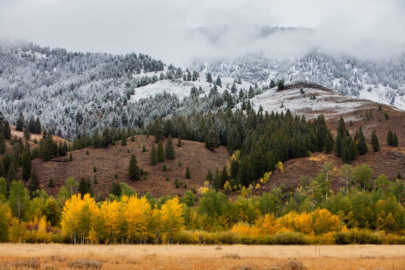First Snow and Fall Colors No. 2, Boulder Mountains, Idaho. The first snow fell before the aspen leaves did, showing two seasons' colors at once.