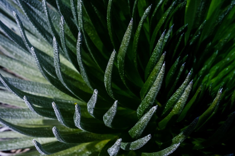 Hawaiian Silversword Detail. The silversword grows at high altitude in the Hawaiian islands. A detail of its patterns.