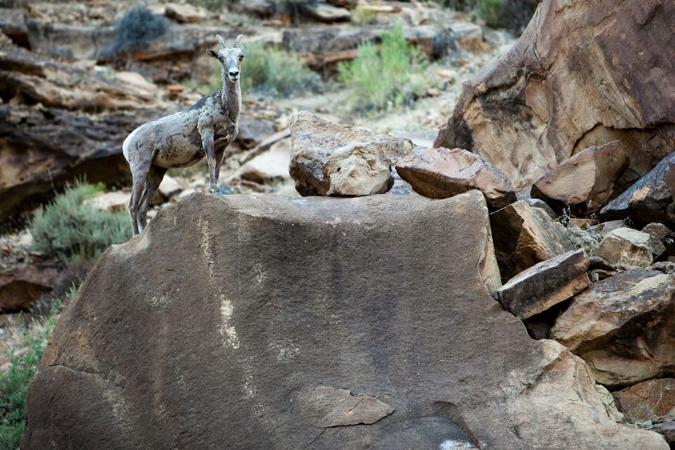 Holy Sheep!. The true locals on the river are the wildlife.