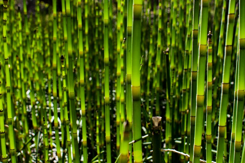 Horsetail Detail. Equisetum hyemale, also called scouring rush. It kind of looks like bamboo.