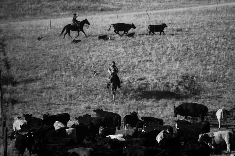 Idaho Cattle Roundup. An Idaho cowboy rounds up his herd on a fall cattle drive.