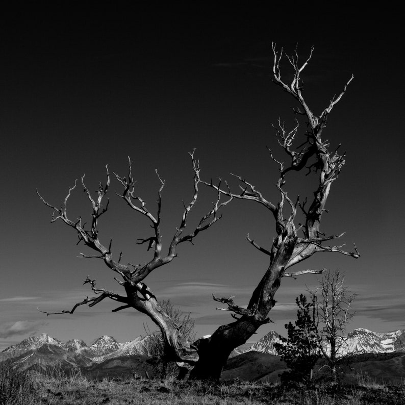 Lone Tree, Pioneer Mountains, Idaho. A lone tree in the Pioneers with the Lost River Range and Borah Peak, Idaho's highest, in the distance.