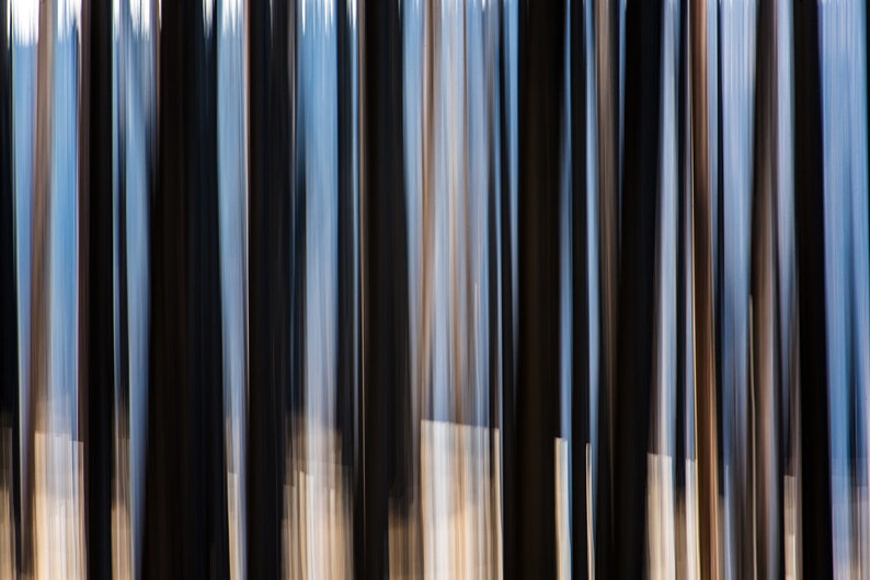 Motion Burn, Idaho. An abstract of a burned forest in the Idaho mountains.