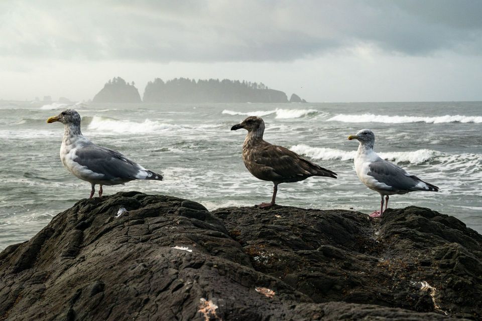 Olympic National Park :: Backpacking Outdoor Education, photograph by Craig Wolfrom