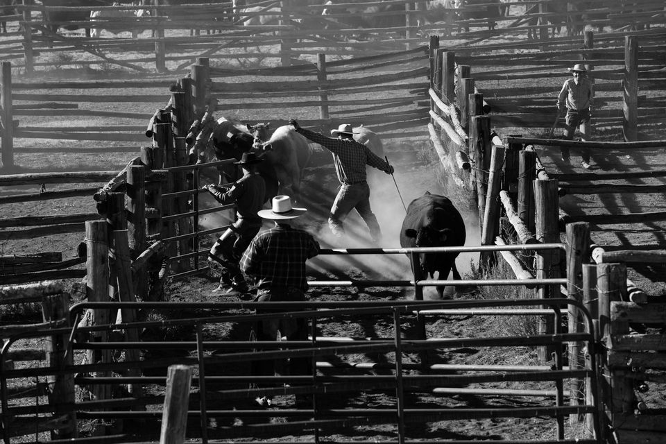 Roundup No. 3, photograph by Craig Wolfrom