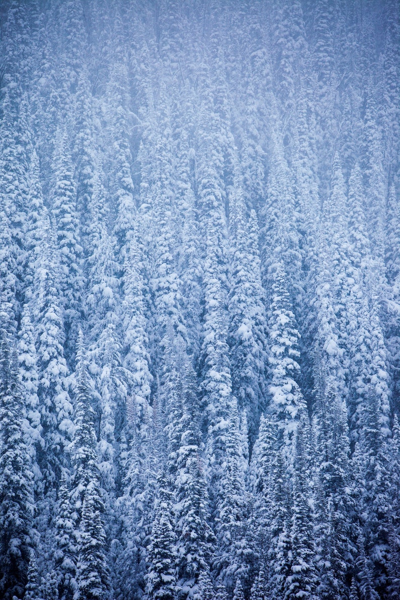 Snowstorm. Heavy winter snow weighs on the trees.