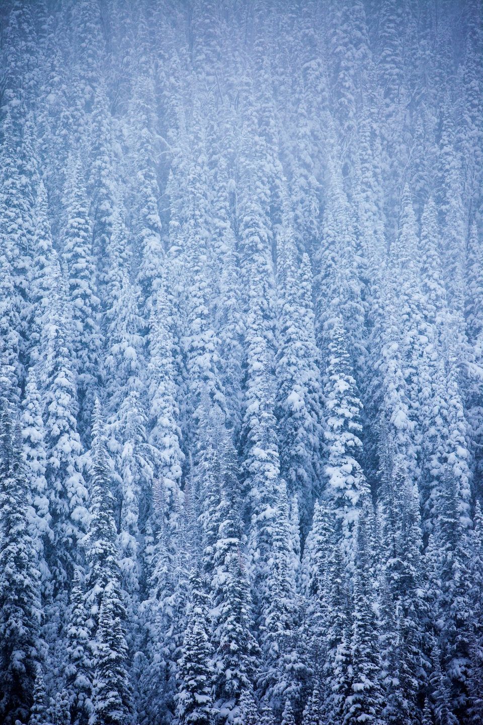Snowy Forest, Galena Pass, Idaho. A winter storm has left the forest under a coat of white.