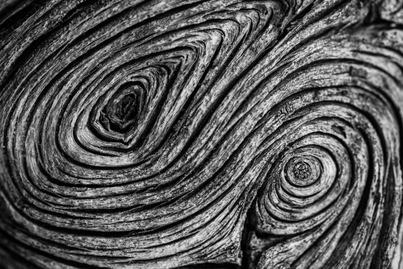Spirals, Whitebark Pine Detail. The spiraling grain of a weathered whitebark pine.
