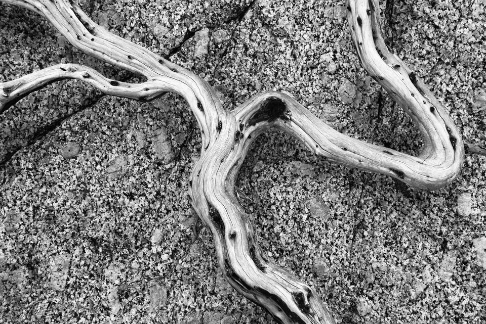 Stick and Stone, White Cloud Mountains, Idaho. Years after a wildfire raged through the White Clouds, weathered branches and roots remain in poetic forms.