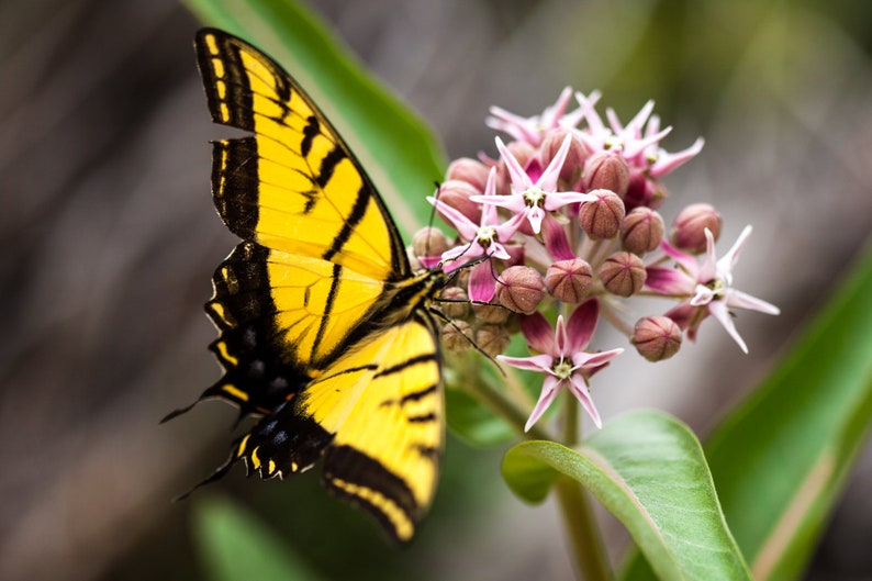 Swallowtail on Flowers. A yellow swallowtail butterfly lands on a blooming flower.