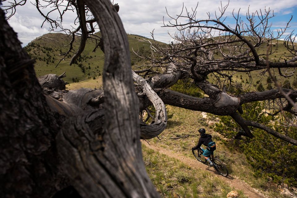Through the Trees, Copper City. A rider descends new BLM trail at Copper City, Montana.